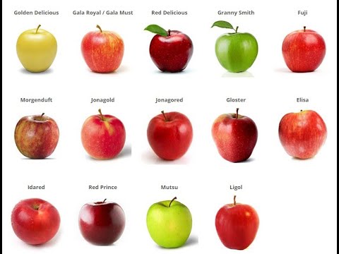 فيديو: معلومات حول Goldrush Apple - تعرف على كيفية زراعة أشجار التفاح Goldrush