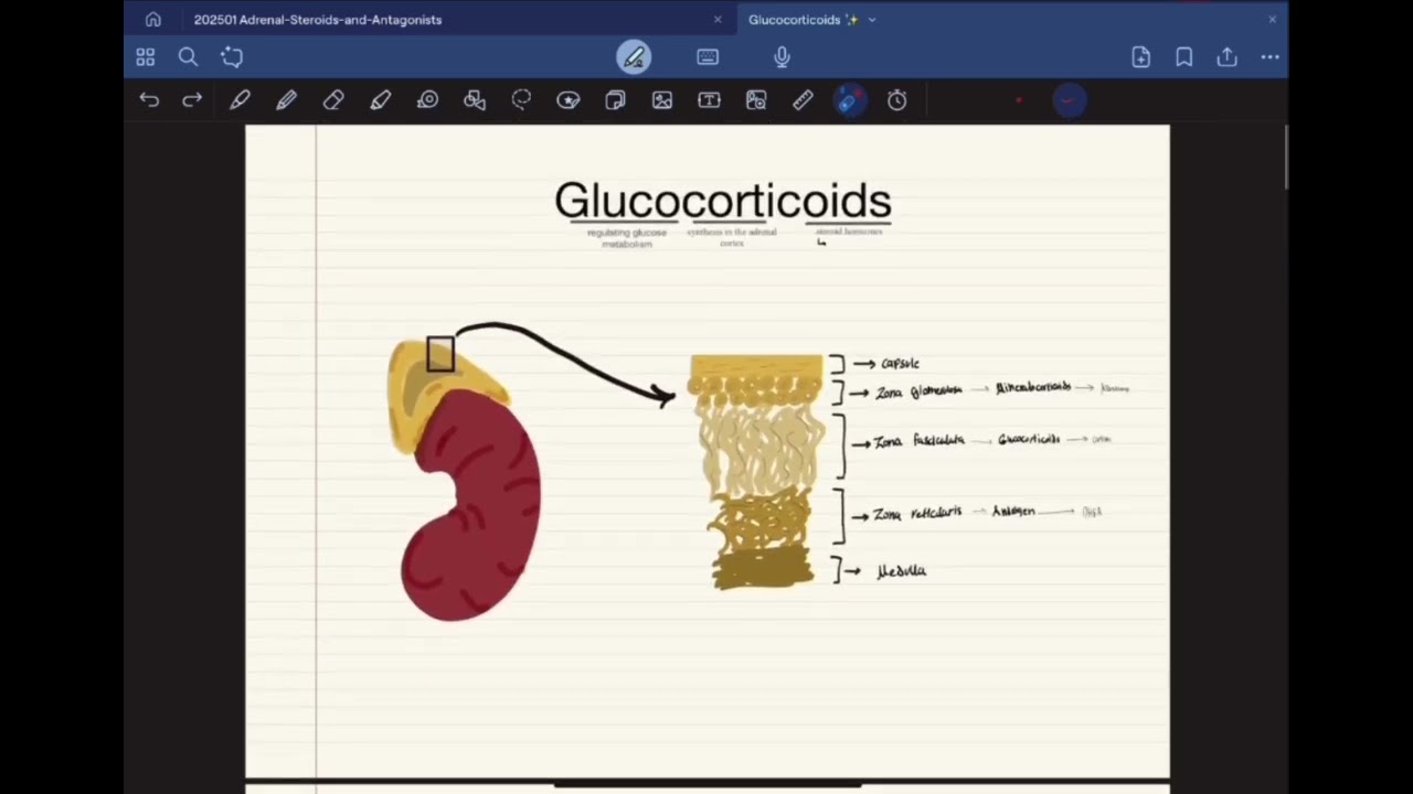 Glucocorticoids شرح