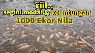 berapa modal dan keuntungan ikan nila 1000 ekor