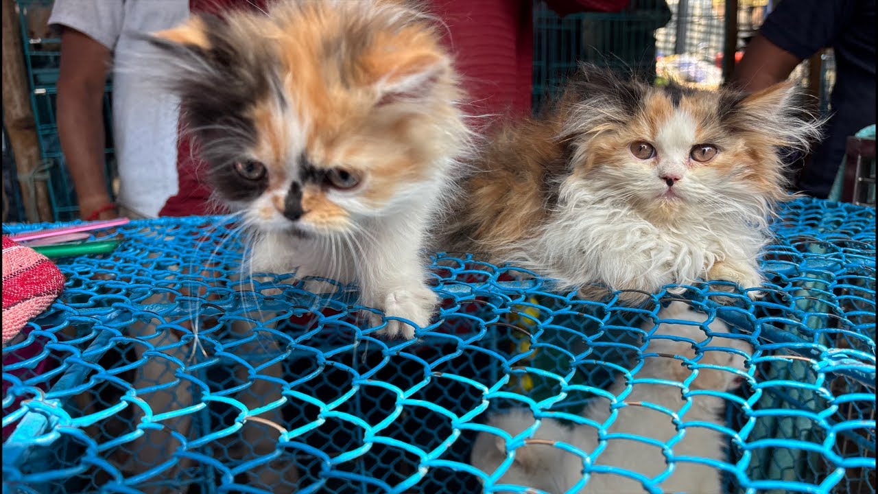 Galiff Street Pet Market Live Video 2026 Kolkata Latest Update | Dog Puppy Price Update