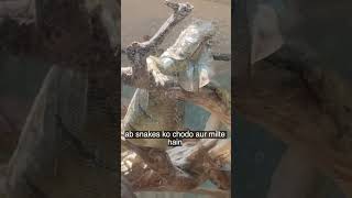 Mysore zoo #reels #trending #youtubeshorts #mysore #shorts
