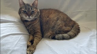 猫を洗う2