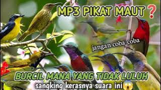 suara pikat burung kecil sangat ampuh hanya hitungan detik ❓