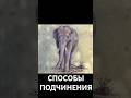 "Веревка на ноге": что НЕ ТАК с человеческой СВОБОДОЙ? Брюс Липтон