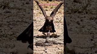 #Eagle #snake Eagle can't attack a prey #animals #youtubeshorts