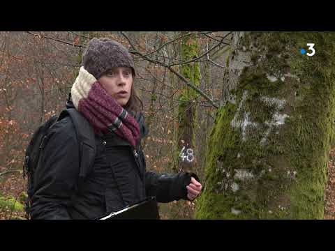 Environnement : des îlots de vieillissement dans les forêts du Jura