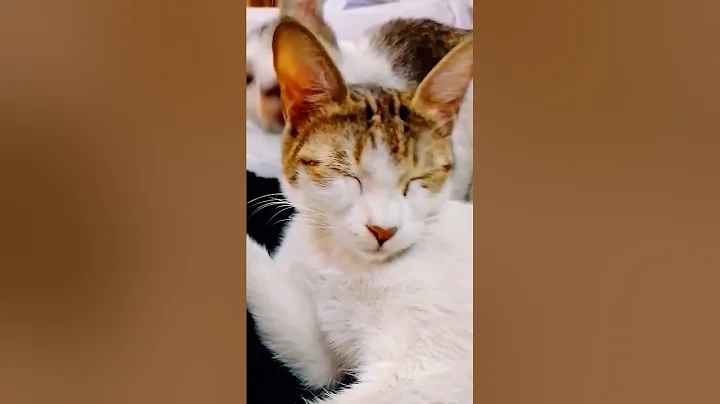 Video 3347401: cats meowing compilation funnycats, cat meowing compilation funny, cats meow cute compilation, cat meow pets, cats meow funny animals, cats meow funniest, cats dogs pets funniest