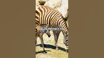 The Surprising Social Structure of Zebras