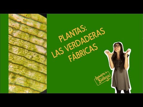 El super poder de las plantas: la fotosíntesis