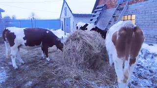 КАК РАЗДОИТЬ Корову🐮 ИЛИ🐐 Козу?ДОИТЬ-КОРМИТЬ НЕ НАДО😨?ПОЧЕМУ ДВУХРАЗОВАЯ ДОЙКА ЭФФЕКТИВНЕЕ? КАК РАЗДОИТЬ Корову🐮 ИЛИ🐐 Козу?ДОИТЬ-КОРМИТЬ НЕ НАДО😨?ПОЧЕМУ ДВУХРАЗОВАЯ ДОЙКА ЭФФЕКТИВНЕЕ?