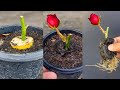 How To Grow Rose Plant From Small Cutting In A Banana