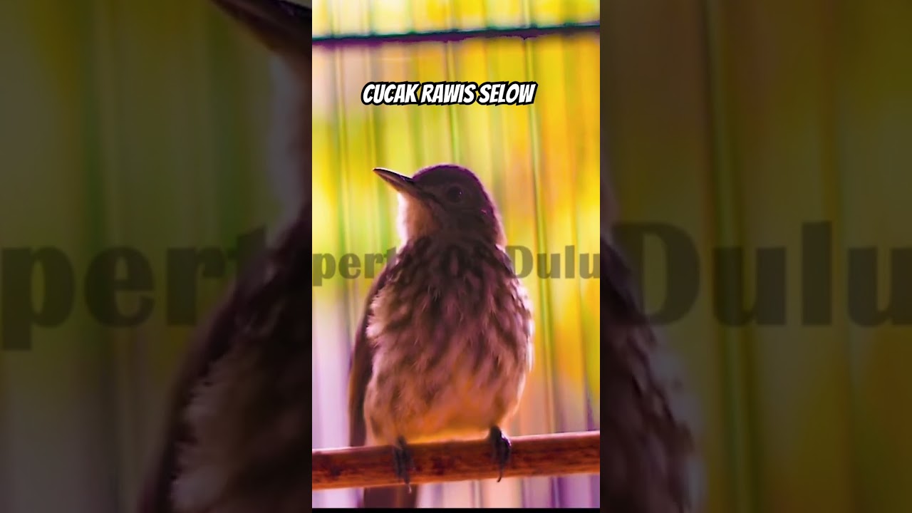 Selow saja, Cucak Rawis Kicau Pelan