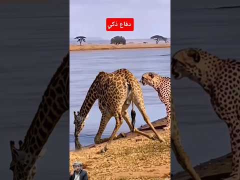 هجوم خاطف ودفاع ذكي 