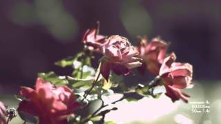 Test Footage Ursa Mini 4k