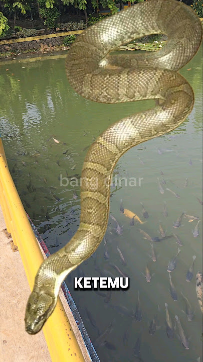 kaget🤣KETEMU ULAR KADUT JUMBO DI KOLAM TAMAN‼️ #shorts