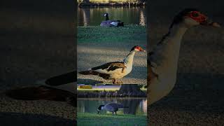 Duck, Duck, Goose? 🦆#photography #photo #photos  #fyp #fypシ #fypage #explore #explorepage #lens