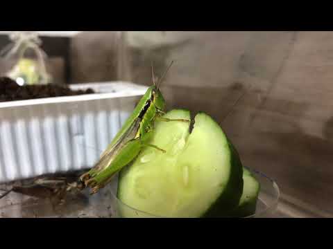 バッタがきゅうりを食べているところ コバネイナゴ Youtube