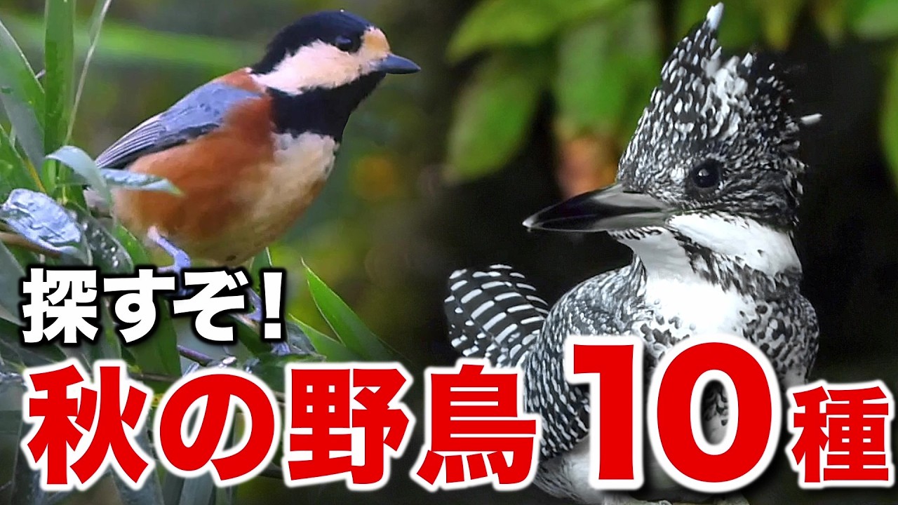 こんな鳥もいたなんて！ヤマセミと野鳥たちとの感動的な出会い