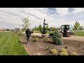 Planting 5 big gorgeous evergreens  2 lilacs   garden answer