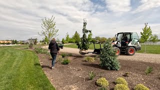 Planting 5 Big Gorgeous Evergreens & 2 Lilacs!  // Garden Answer