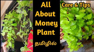 Money Plant Care in Tamil |Money plant growing Tamil |Money plant valarpathu eppadi |Pothos in Tamil