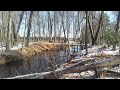 HAND CUTTING CENTRAL WISCONSIN TIMBER