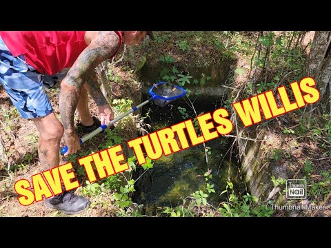 SAVE THE TURTLES WILLIS