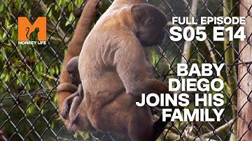 Baby Diego Makes It Outside | Season 5 Episode 14 | Full Episode | Monkey Life