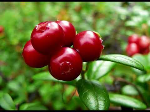 Video: Untuk Apa Cranberry?