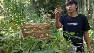 Cek perangkat burung tapi cuman dapat 3 ekor teman-teman mantap .