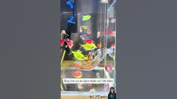 Ống cho cá ăn thông minh sạch nước và tiết kiệm thức ăn | Smart fish feeder #aquarium #shorts