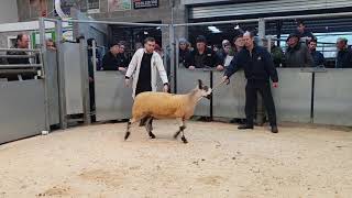 Champion Bluefaced Leicester at J36 Bluefaced Leicester Crossing Type Crowns Champion At Beeches