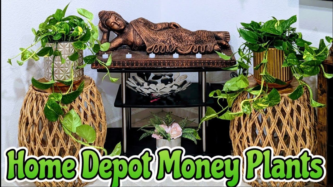 Home Depot Money Plants Available In Big Quantity5631 Lone Tree Wy