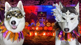 Husky Halloween Extravaganza!  Over 100 Pumpkins on Display!