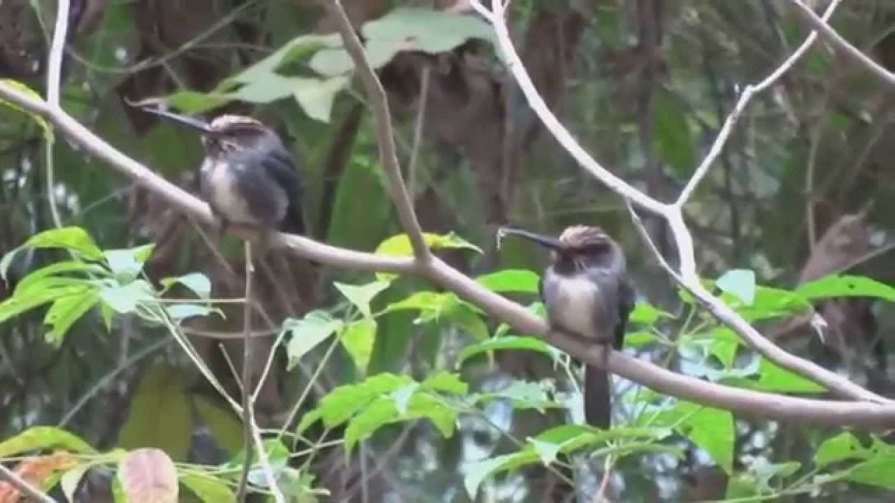 Comportamento de caça do Cuitelão (Jacamaralcyon tridactyla) Three-toad Jacamar