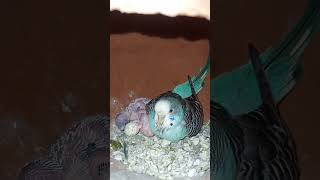 blue colour bajis parrot first time lay eggs and cheeks #bird #budgies #birdsbirdsbirds #lovebirds