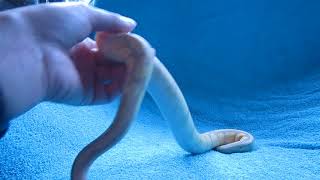 New male Fire Banana Ball Python