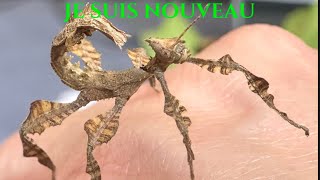 Je Vous Présente Un Nouvelle Insecte Sur La Chaîne Phasme Scorpions