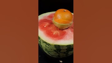 Growing Guava Tree and Orange tree From With Amazing techniques#shorts