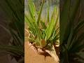 కలబంద  తో skin and hair benfits #ytshorts #ytshortsviral #ahorts #trendingshorts .