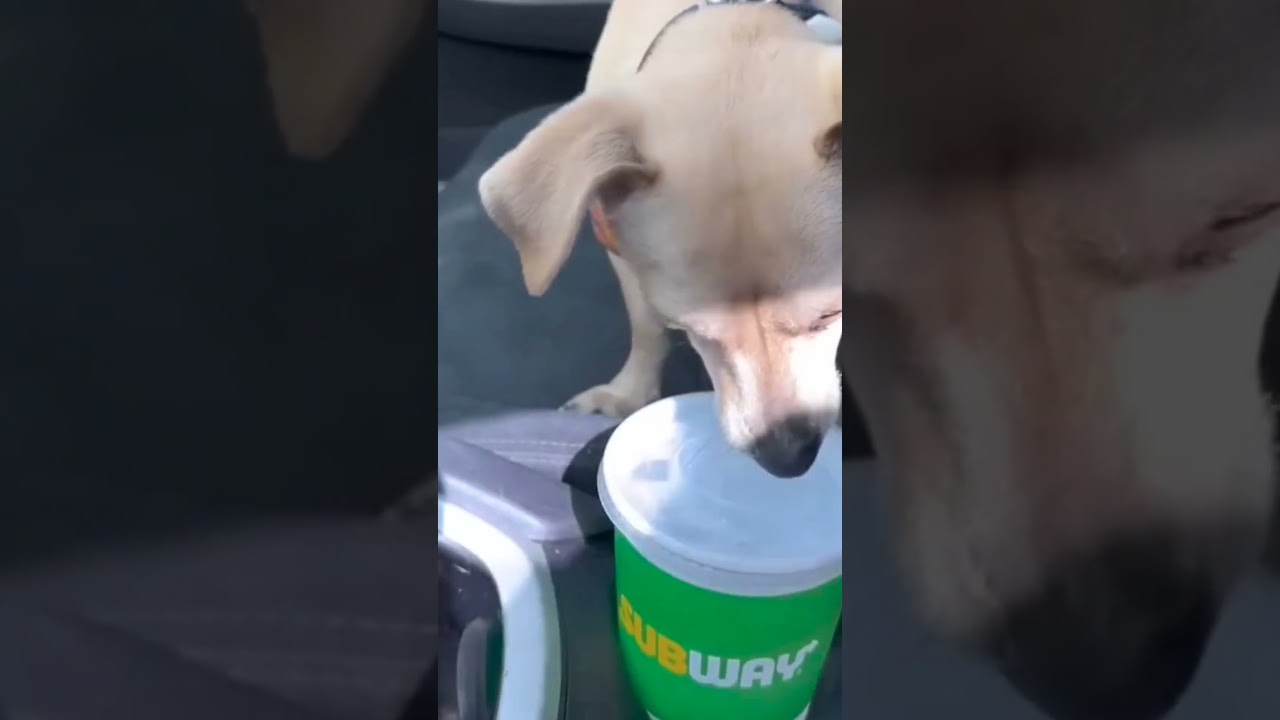 Best Funny Videos Compilation | Do not laugh 