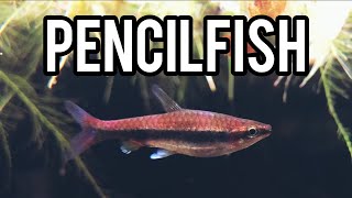 Pencilfish: Better Than Tetras? (Tank Updates)