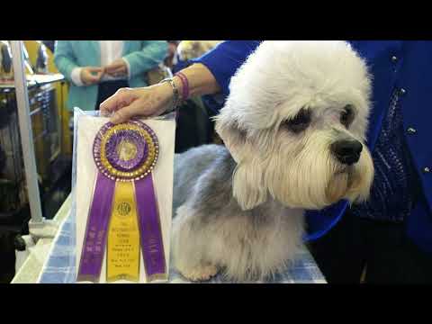 Video: Dandie Dinmont Terrier