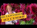 Пеларгония из семян, посев на рассаду в ноябре для раннего цветения.