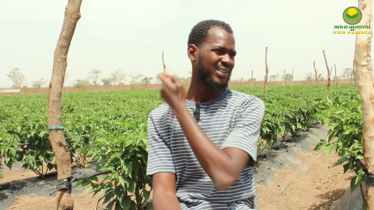 Mr. Dollar & His Love for Pepper Farming | Inspiring Agribusiness in The Gambia🇬🇲/Maawis Farms 