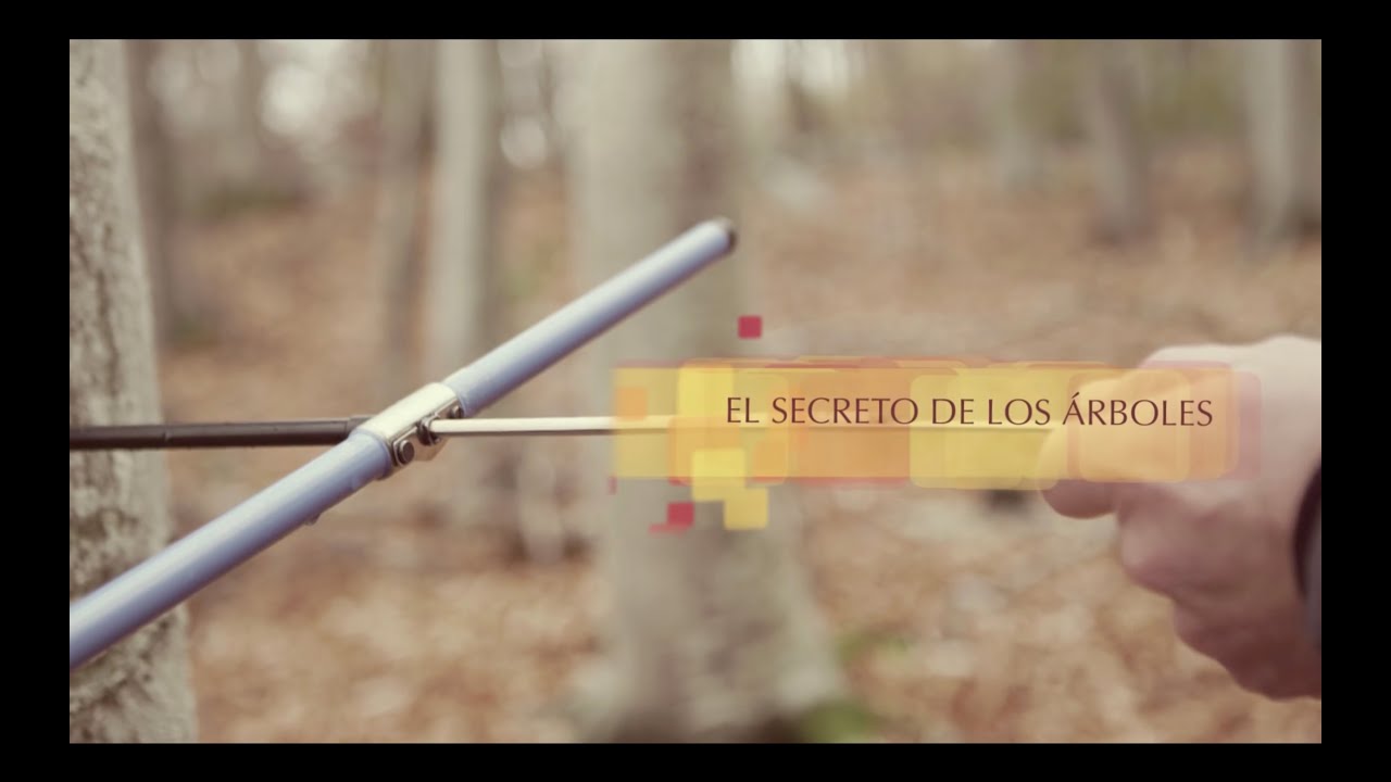 EL SECRETO DE LOS ARBOLES