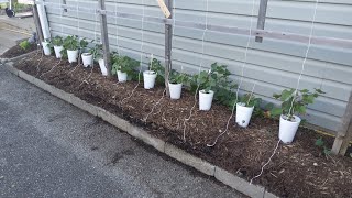 Growing Sweet Potatoes Vertically 5/13/24