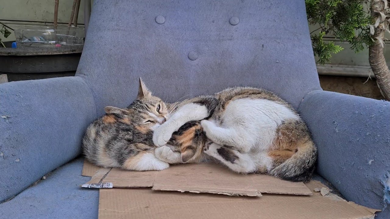 A Kitten that wants a udder is subject to its mother's affectionate bites and kicks.