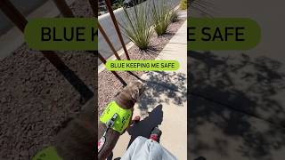 Blue is a guide dog. This video shows him avoiding a red yucca. #bluetheguidedog #guidedog