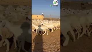 ضان حريه دفيع عدد 104 راس))  0502965064 #camel #كفو #animal #youtubeshort